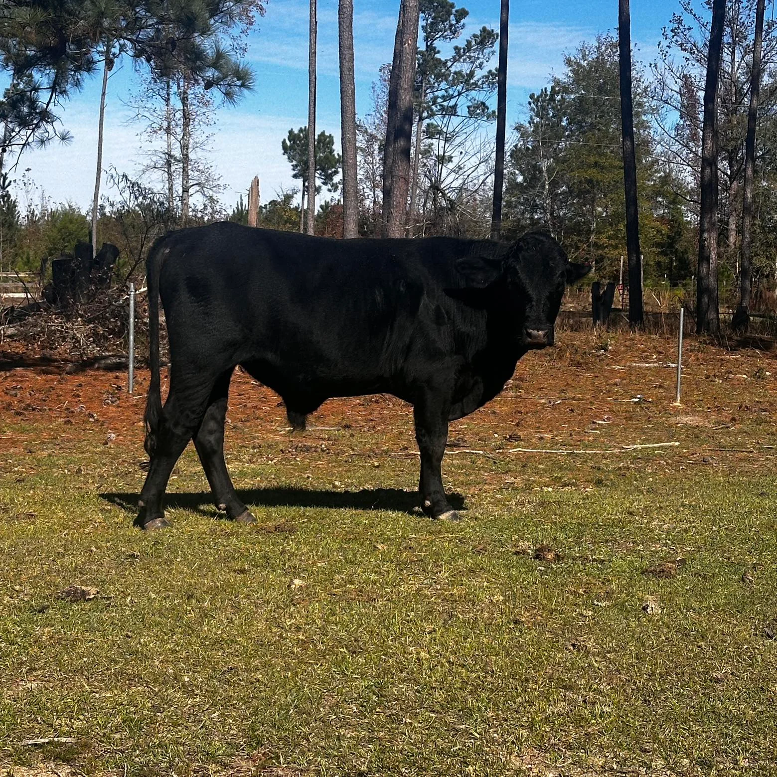 Black beef animal on pasture