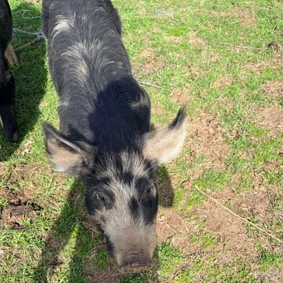 Heritage hog foraging on the farm