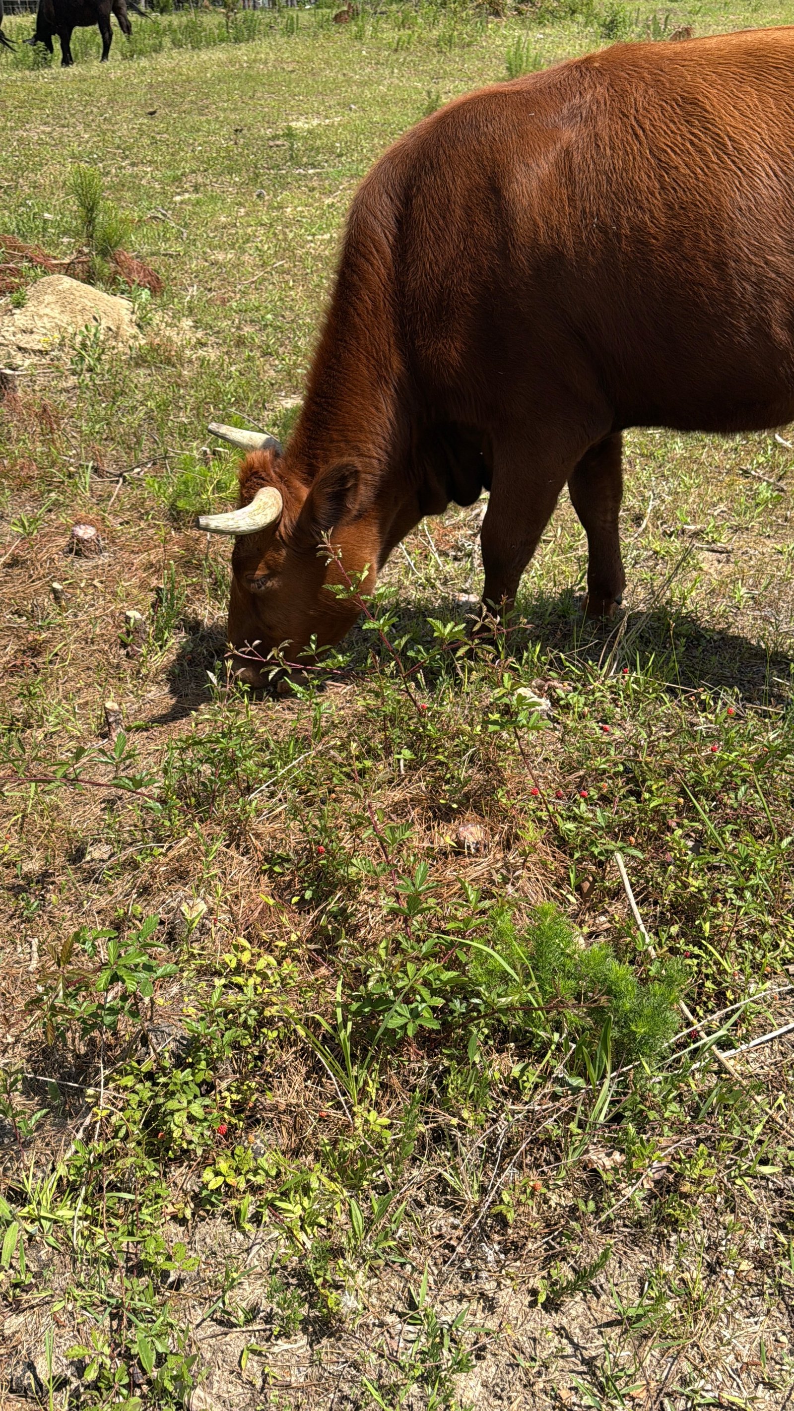 Southern heritage cattle grazing outdoors